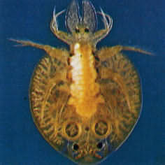 Argulus The Fish Louse