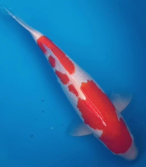 Kohaku