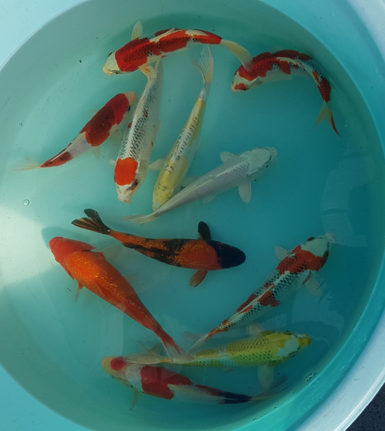 Koi Carp High Grade Japanese Koi Carp Under 100 From Koi