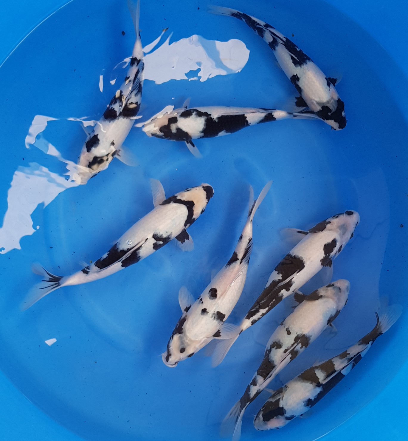 Koi Carp from Japan via Koi Water Garden Ltd.