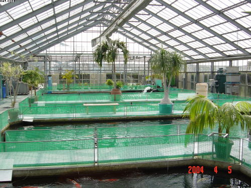 Narita Fish Farm
