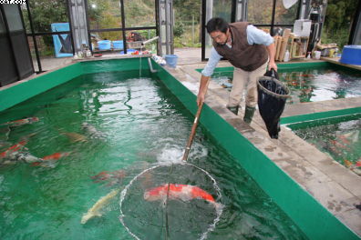 Netting Koi at Hosokai