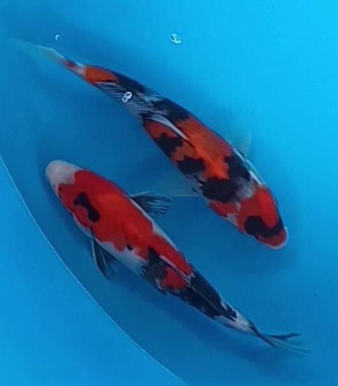 Showa