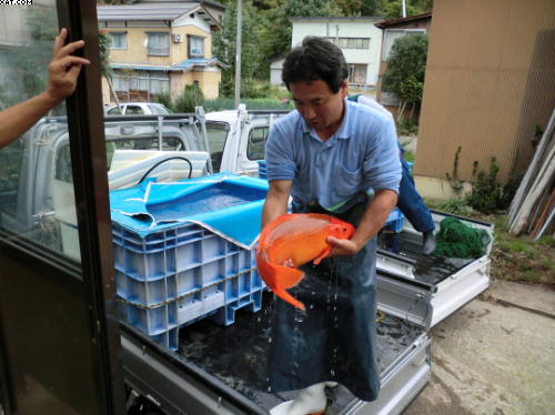 Otsuka moving Koi