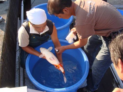 Sakuma treating Koi