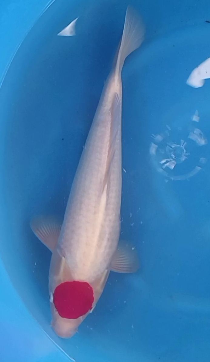 Tancho Kohaku