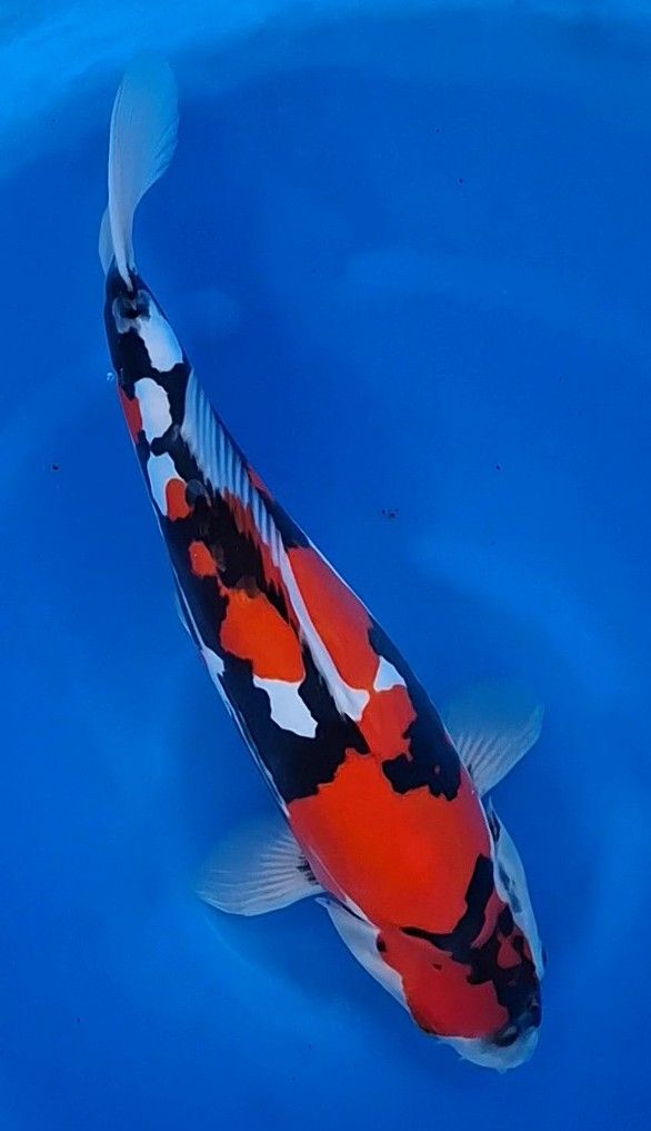 Japanese Koi Carp from Koi Water Garden Ltd.